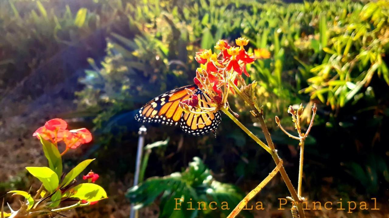 Finca La Principal Breña Alta Exteriér fotografie