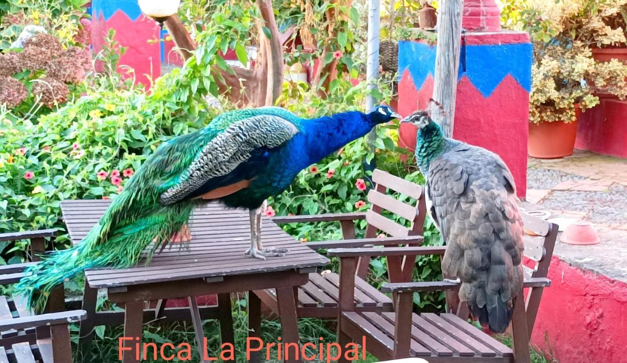 Finca La Principal Breña Alta Exteriér fotografie