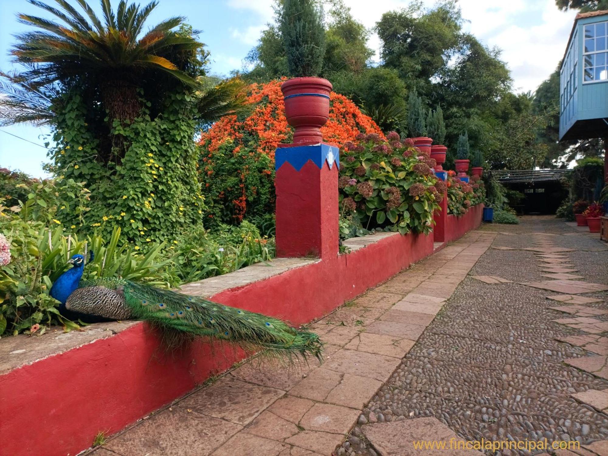 Finca La Principal Breña Alta Exteriér fotografie